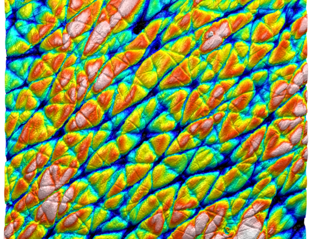 Réplication de la morphologie pour des surfaces biologiques par Anscale - Votre peau a de multiples facettes